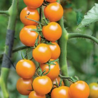 Golden Cherry Tomato Thumbnail